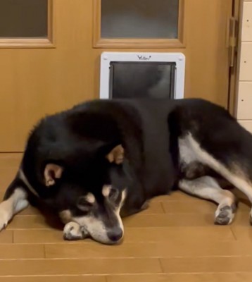 カメラを見つめる柴犬