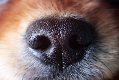 犬の鼻のアップ