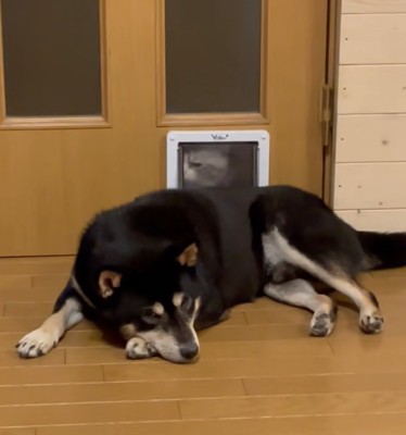 動こうとしない柴犬