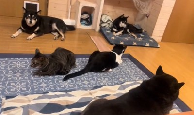 たくさんの猫と犬