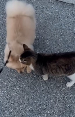 並ぶ犬と猫