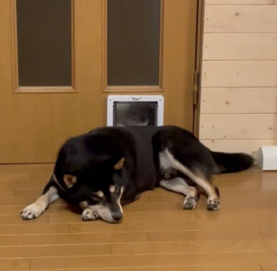 扉を叩く猫