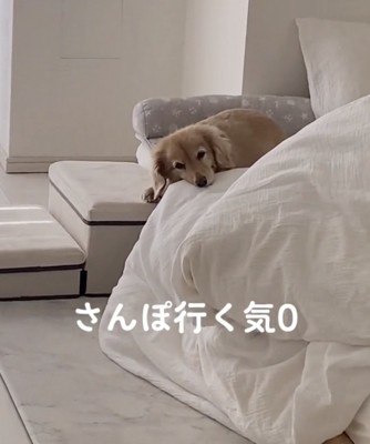 「ごろごろしてたーい」
