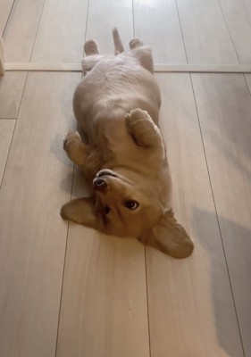 ママ「お散歩行くよ、起き上がって」