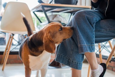 座っている飼い主のニオイを嗅ぐ犬
