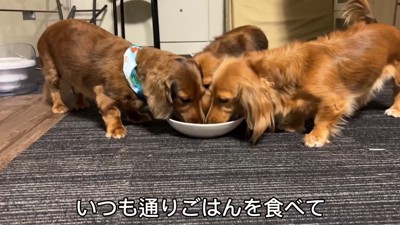 いつも通り仲良くお食事