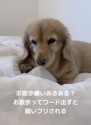 「ねむいフリしとこ…」