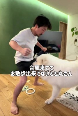 元柔道部VSグレート・ピレニーズ