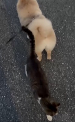 立ち去る猫