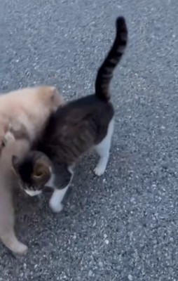 挨拶する猫と犬