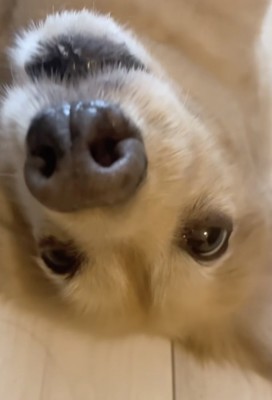「眠すぎて…さんぽむり…」
