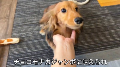 「知らない犬だ！ワンワン！」