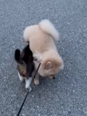 重なる猫と犬