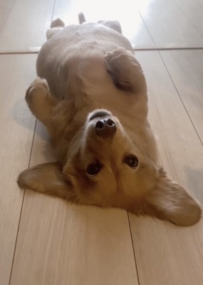 微動だにしないありちゃん