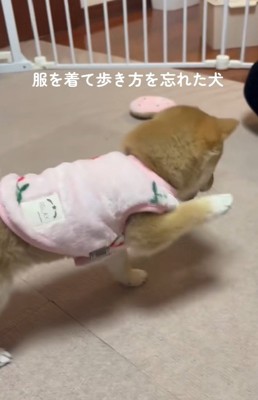 可愛い小雪ちゃん