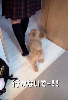 追いかける犬2