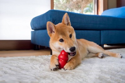 コングを噛む柴犬