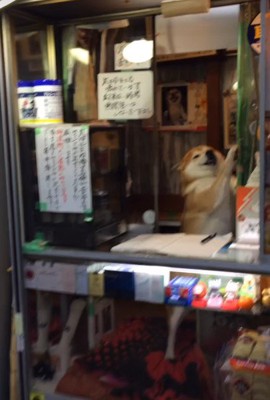 柴犬のシバちゃん!!