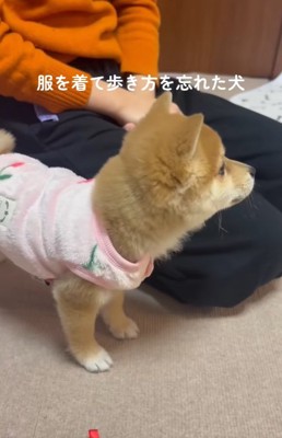豆柴の小雪ちゃん
