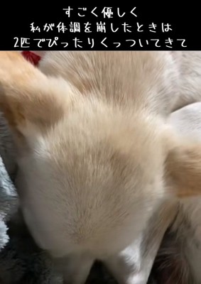 寄り添うわんこ