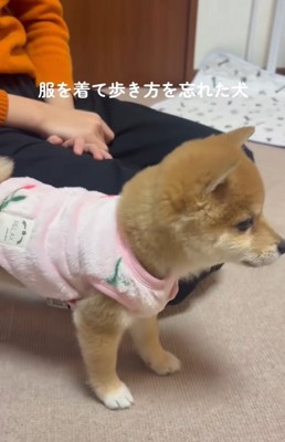 ふたたび固まる小雪ちゃん