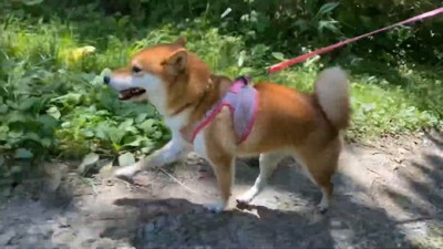 「川もいいけど、陸の上が1番♪」