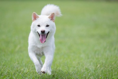 駆け寄る犬
