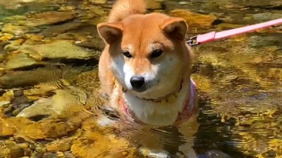 「冷たくて気持ちいい~♪」