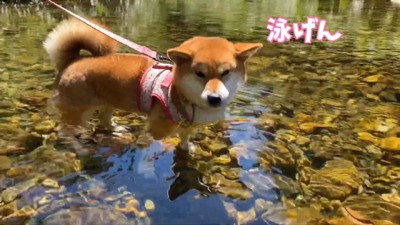「泳いだら?」「無理!」