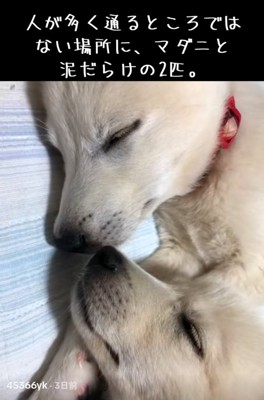 顔を寄せ合う2匹