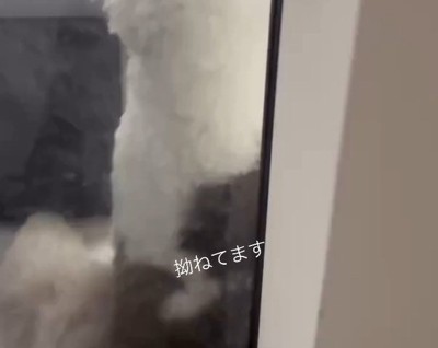 ドアの前に座るポン太くん1