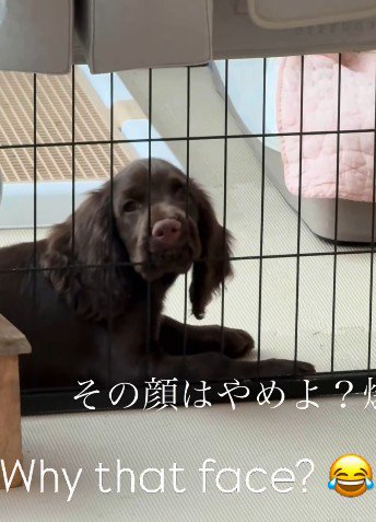 すごい顔でガン見！！