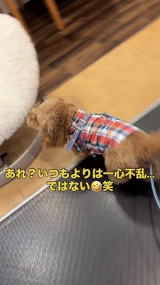 ふわふわした椅子を嗅ぐトイプー