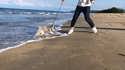 波とたわむれるトトちゃん