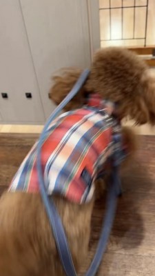 部屋の中に全速力で入っていくトイプ