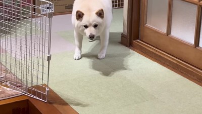 「もう帰っちゃうの？」