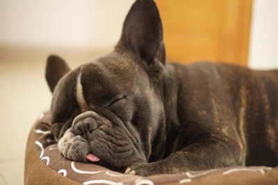 舌を出して気持ちよさそうに眠るフレンチブルドッグ