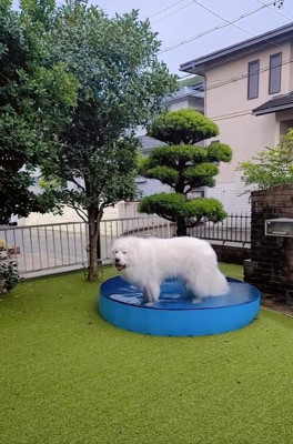 プールを満喫するミントくん
