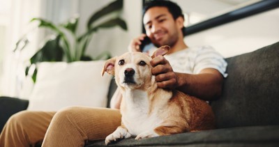 犬の耳を撫でる男性