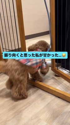 柵の中に入っていくトイプー