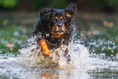 犬の熱中症トップ画像