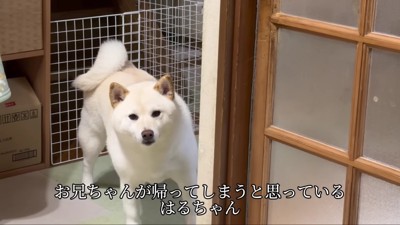 お兄ちゃんが玄関に行くと…