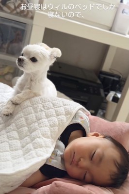 「ベッド、貸してあげてるの」