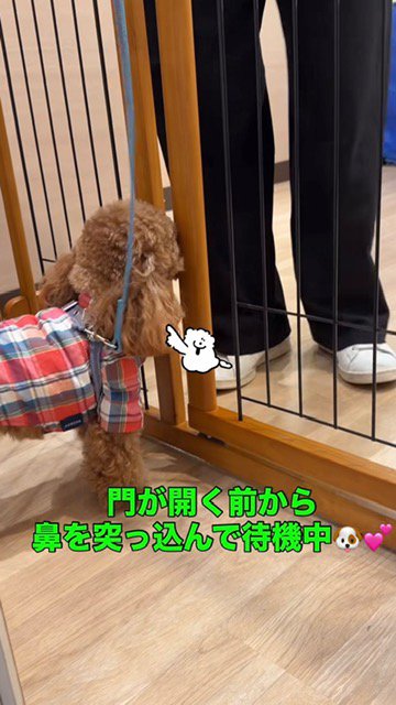 柵の間に鼻を突っ込むトイプー