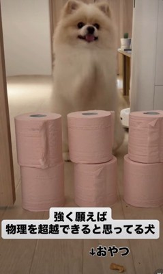 「お願い!通してください!」