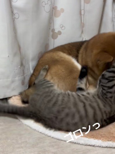 そのままゴロン!!