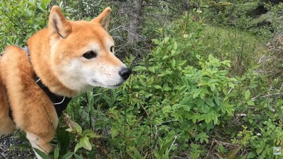 自然に囲まれて気持ち良さそう!