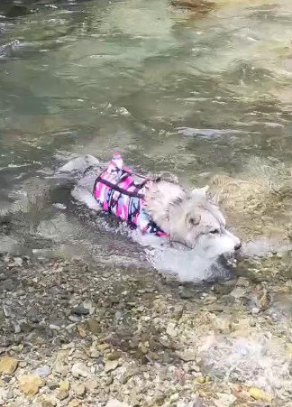 初めての川もへっちゃら!