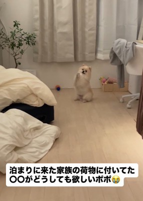 来客時にも「お願い」を披露