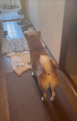 家族を見送る柴犬